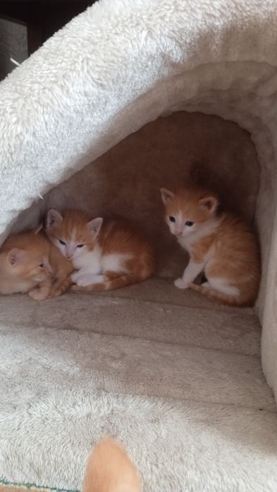 Отдам котят в добрые руки