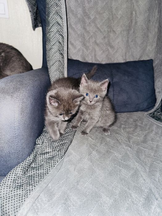 Отдам красивых кошечек