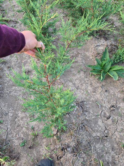Leylandii Chiparos