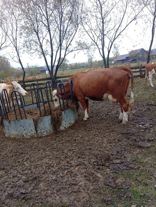 Dumana, își caută o nouă casă!!