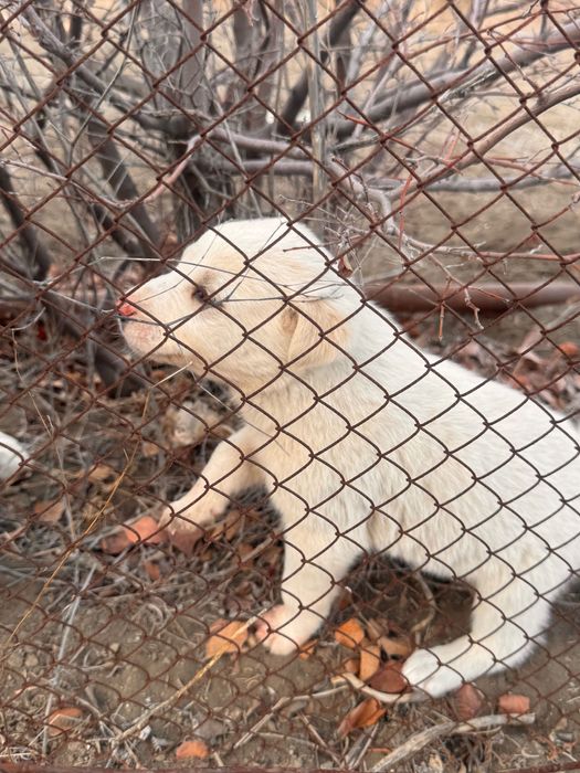 Щенки в добрые руки