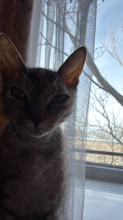 Королева сфинкс Девон рекс ищет жениха