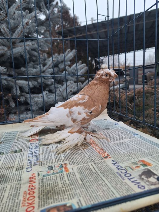 Продам молодого навата 2025