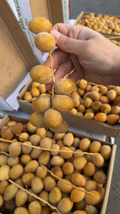 Финики на веточке, новинка!