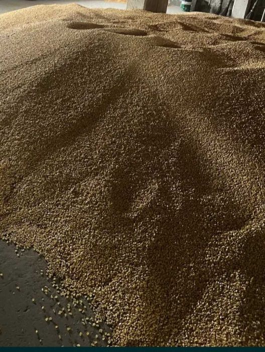 Porumb de vanzare ambalat la saci