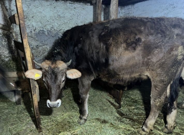 Продам телочка 1 3 года