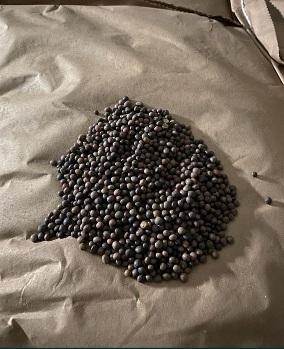 Samanta Măzăriche de primăvară recolta 2025 la sac 25 kg