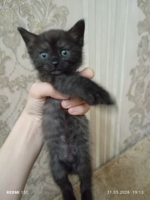 Отдадим котят в хорошие руки