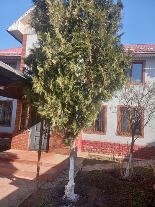 Продаётся ёлка .