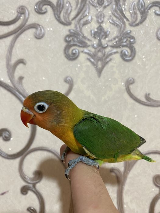 Papugay ruchnoy sotiladi