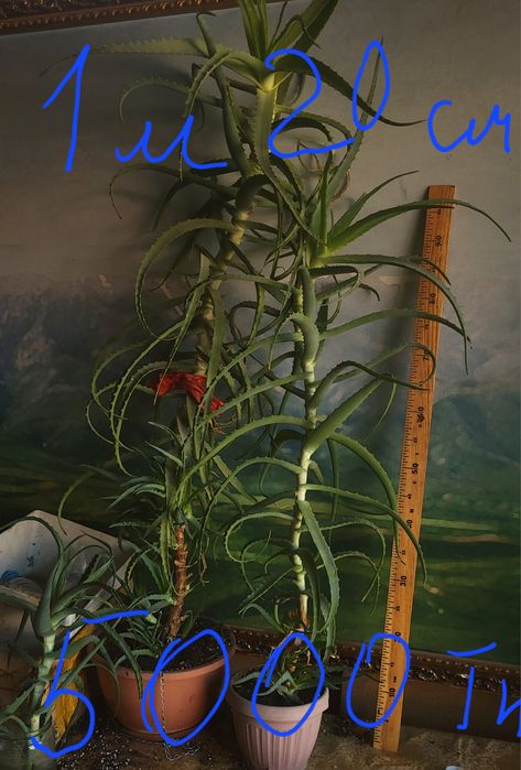 Продам алоэ много летний