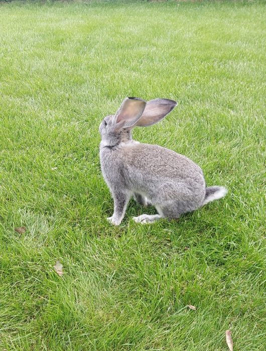 Продам кроликов.