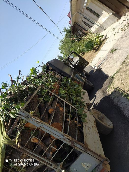 Daraxt kesish/ Спил деревьев