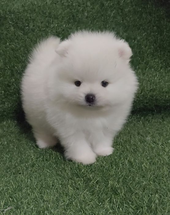 Щенки мини шпица разных окрасов