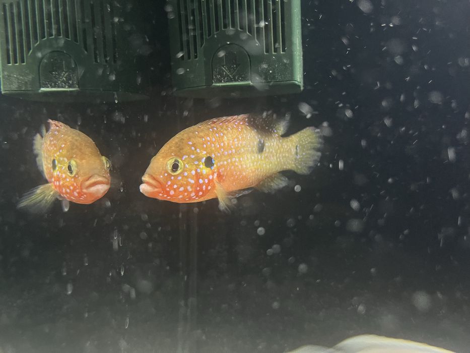 Продается аквариум ные рыбки