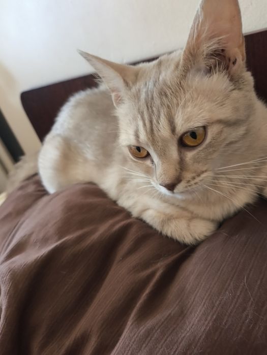 Кошка дворовая 10 месяцев.