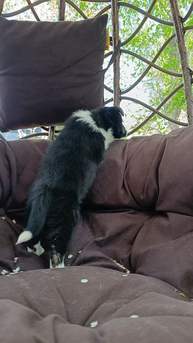 щенок Бордер колли