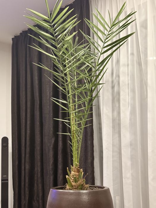 Vand pui de palmier Curmali. paharul contine 2 pui de palmieri