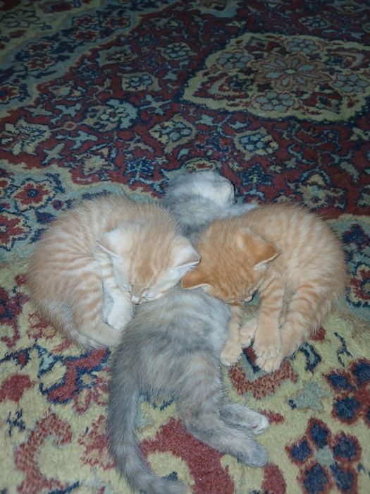 Отдам красивеньких котят
