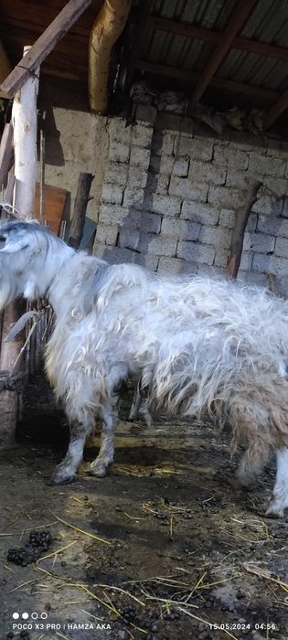 taka sotiladi yangiyolda