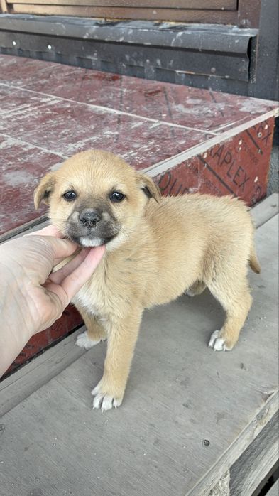 Бездомные щенки девочки и мальчики