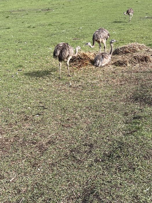 Disponibili nandu.