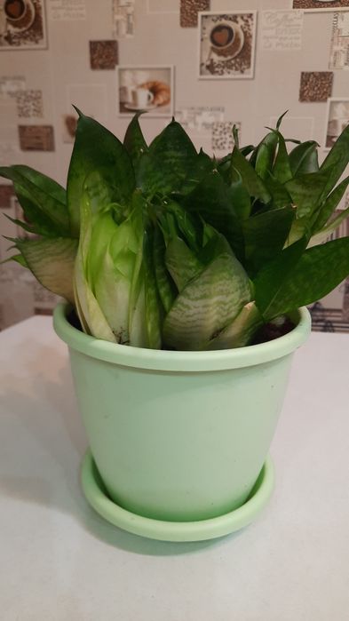 Сансиеверию продаю