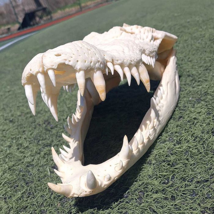 Последна оферта! Челюст КРОКОДИЛ с Документ за притежание по CITES