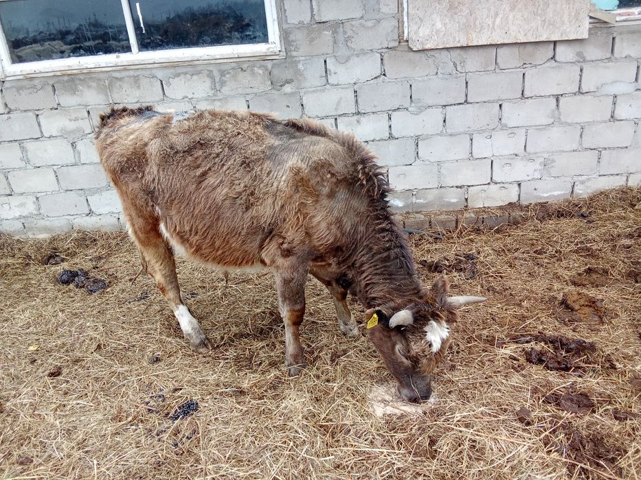 Быки бұқа крс бычки