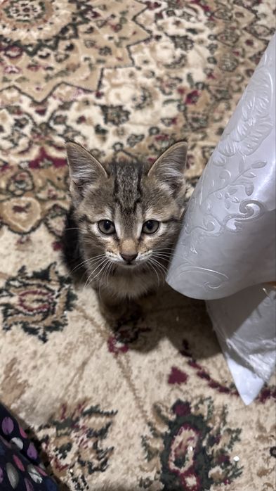 Mushuk bolalari yaxshi qo’llarga beriladi