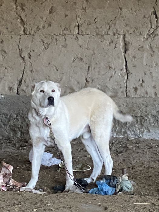 Srochna sotiladi yaxshi zotdor it hali yosh yaxshi boqilgan zòr it