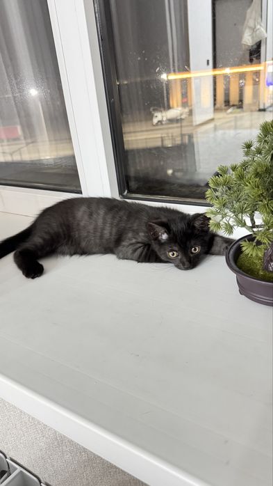 Отдаем в хорошие руки