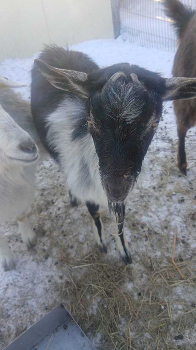 Козел альпийский на развод