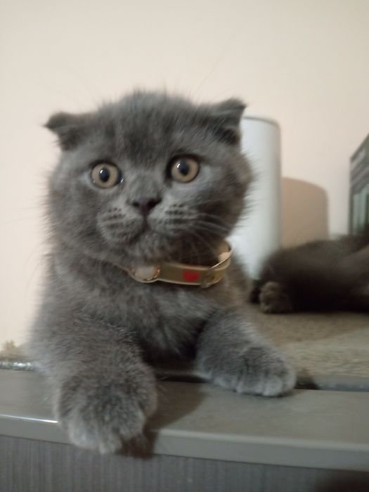 Сотилади скоттиш фолд