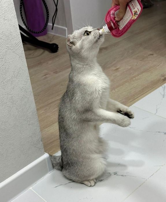 Продается шотландская шиншилла