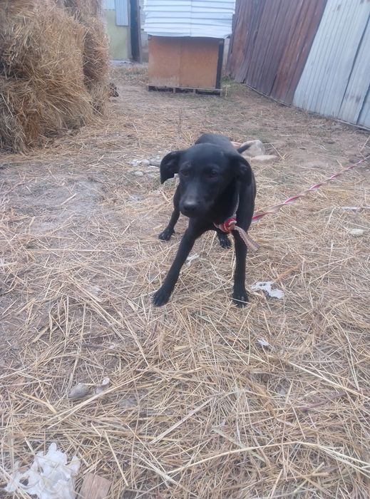 Грейхаунт сатылады 3,5 айлык