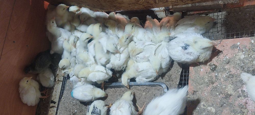 Продам цыплят бройлеров,