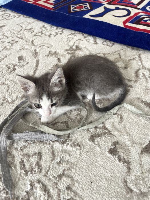 Кошка в хорошие руки