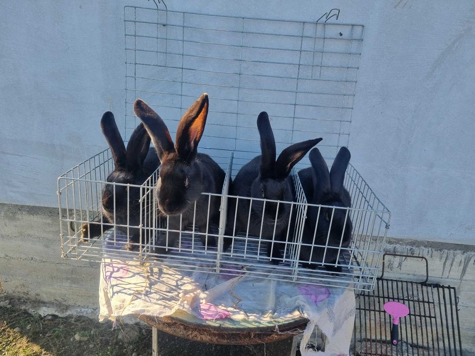 Masculi si  femele Fluture Janet!