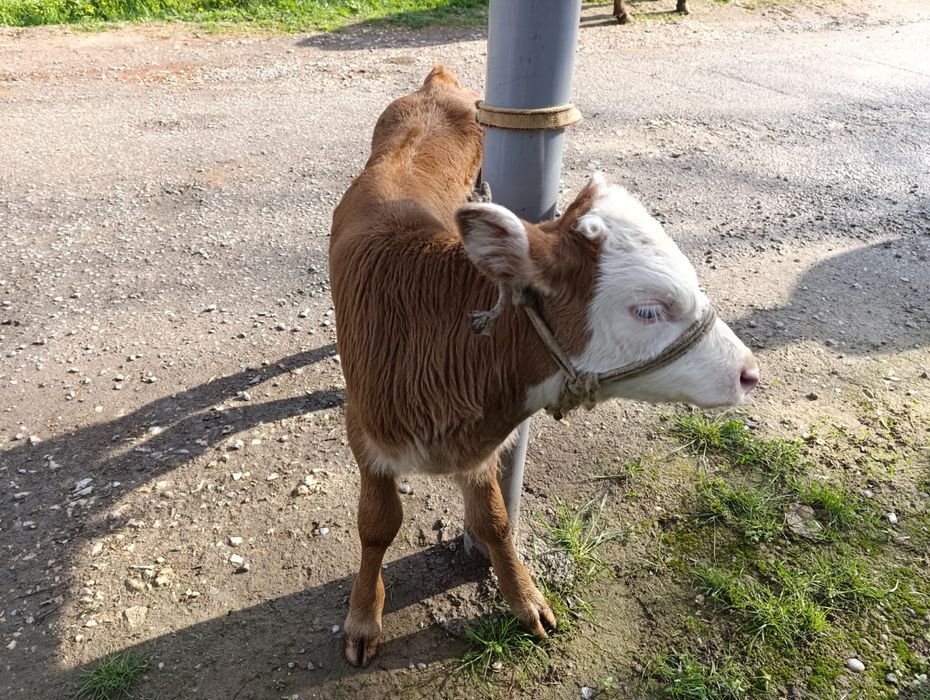 Сиыр бұзауымен сатылады