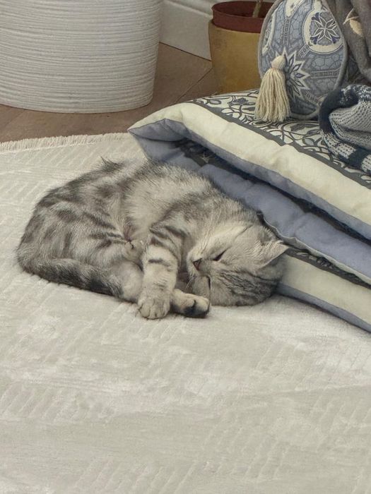 Продам британскую кошку!