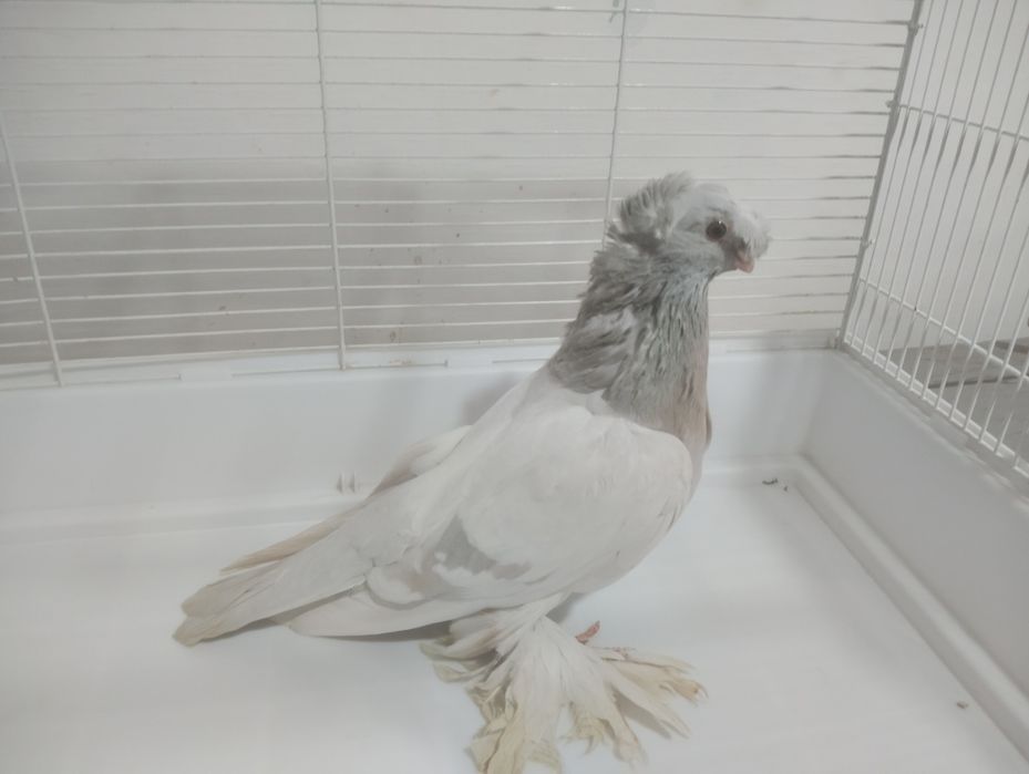 Продаётся пепельный