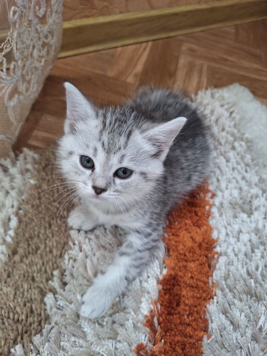 Отдам котят в добрые руки