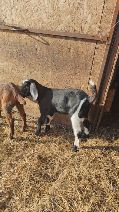 De vanzare țapusori  si ieduțe Anglo Nubieni  cu o genetica foarte bun