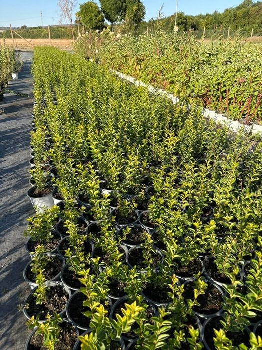 Лигуструм /Ligustrum ovalifolium/