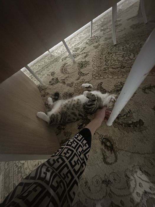котенок 6-7месяц