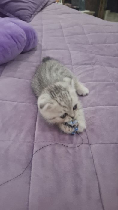 Шиншилла котенок шотланский вислоухий