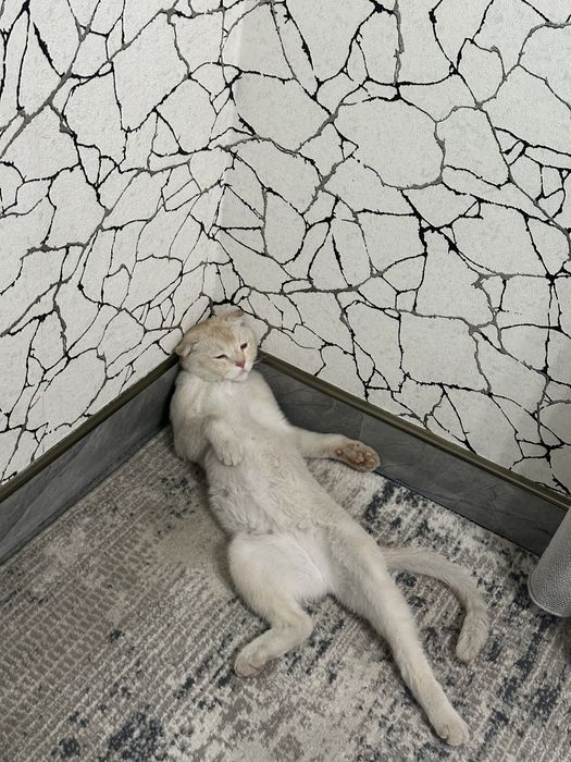 Потерялся кот, рыжий scotish fold