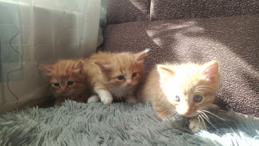 Отдам котенка в добрые руки