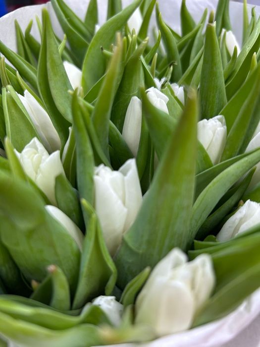 Тюльпаны Голландия